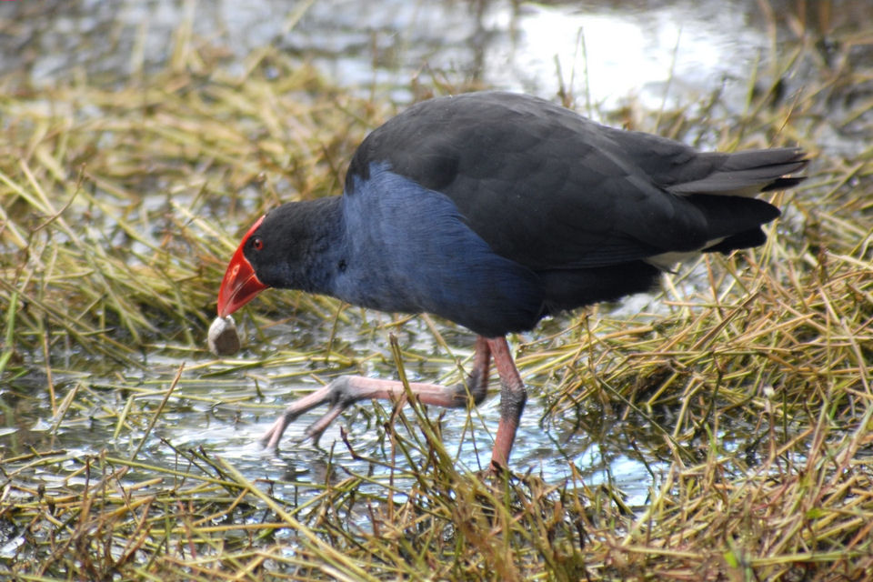 Purple Swamphen (Porphyrio porphyrio)